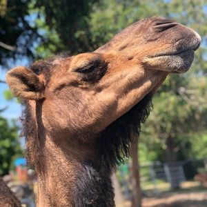 Meet your Posher, Dagenais